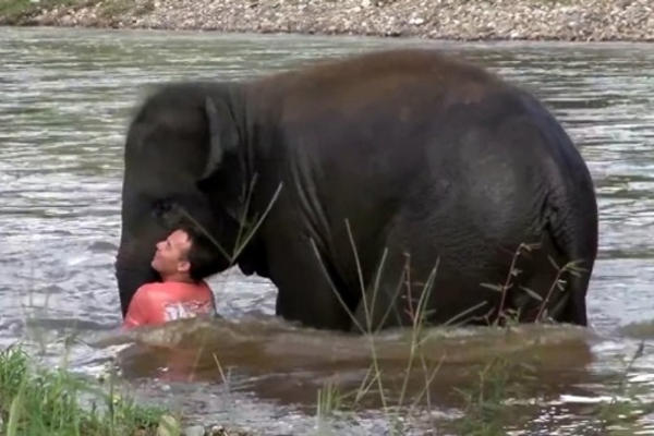 Un éléphant se jette à l'eau pour sauver son soigneur