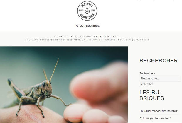 Elevage d'insectes comestibles
